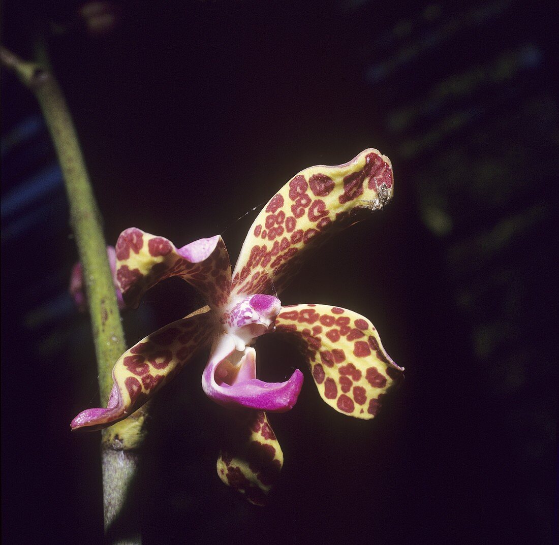 Orchideenblüte (Asien, Myramar)