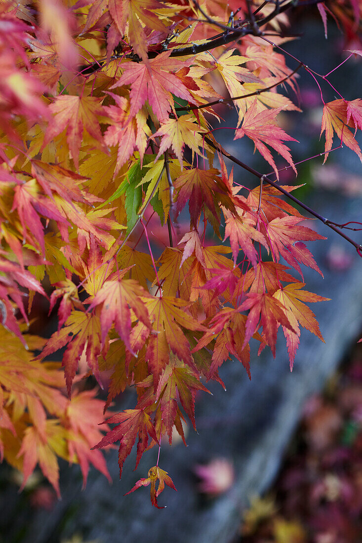 Autumn leaves in shades of red and orange