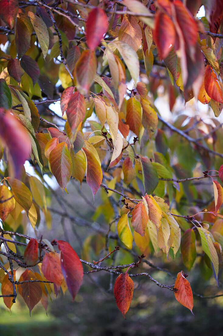 Herbstlich gefärbte Blätter eines Baumes