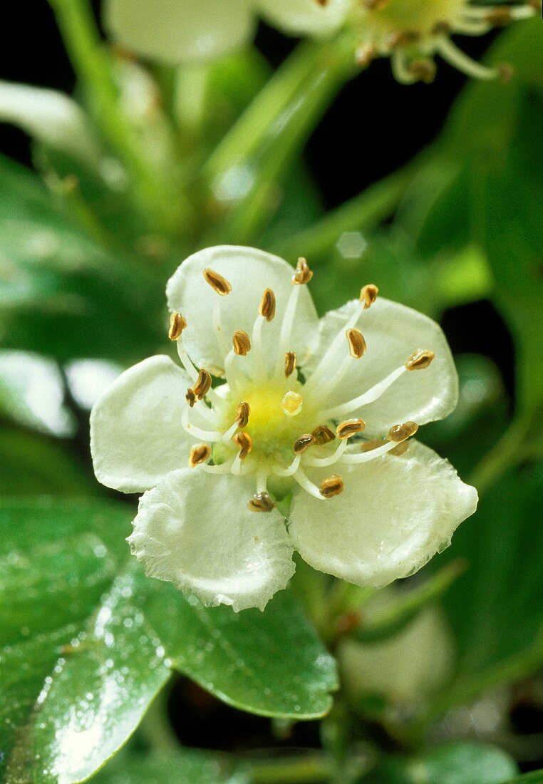 Weissdornblüte (lat. Crataegus monogyna)