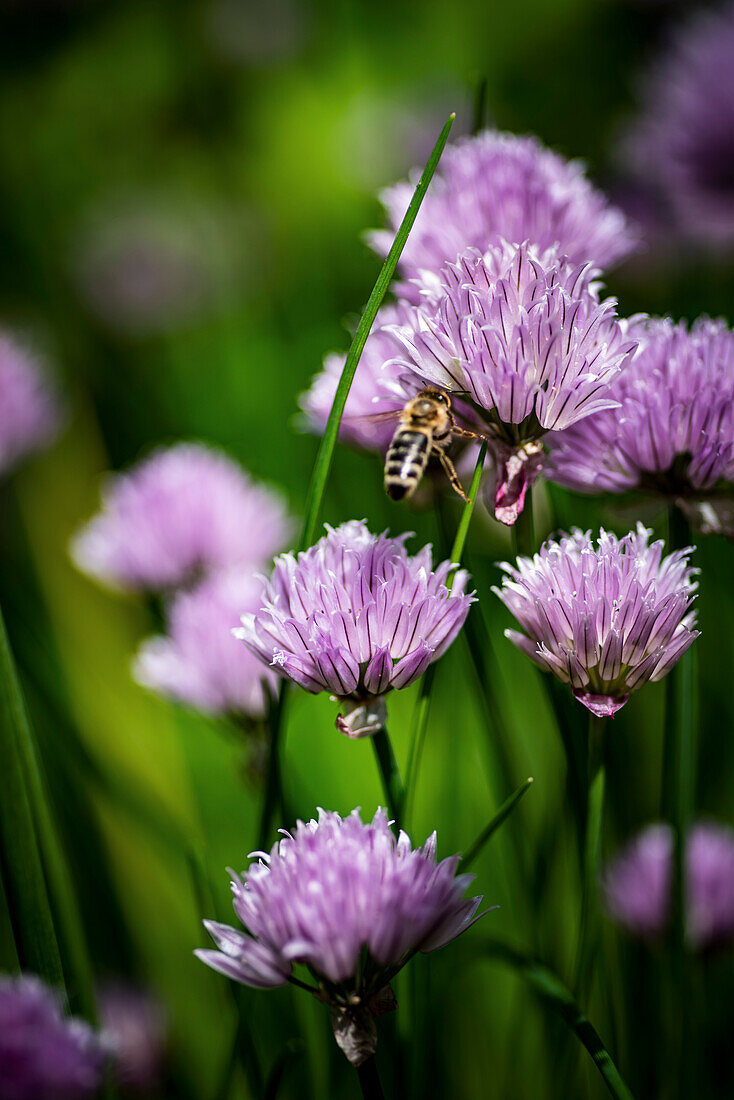 Blühender Schnittlauch im Garten