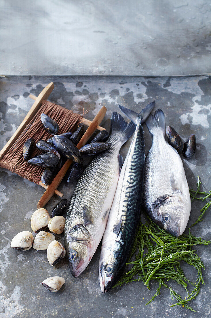 Miesmuscheln, Venusmuscheln, Dorade, Makrele, Goldbrasse und Meerfenchel