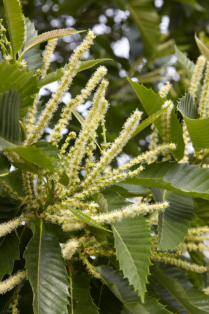 Flowering sweet chestnut tree