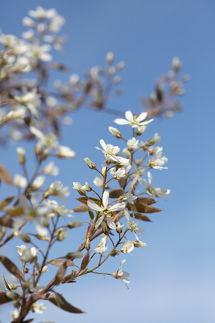 Blühender Felsenbirnenbaum