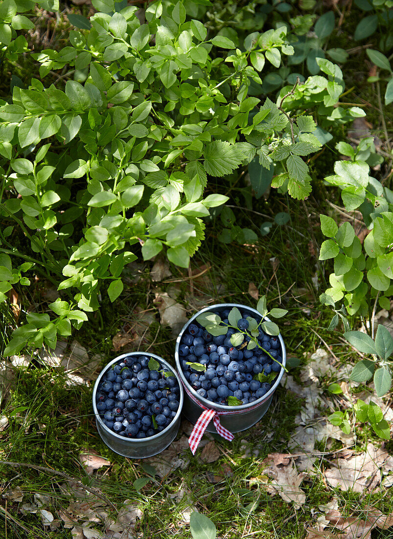 Freshly collected blueberries in metal buckets under a blueberry bush