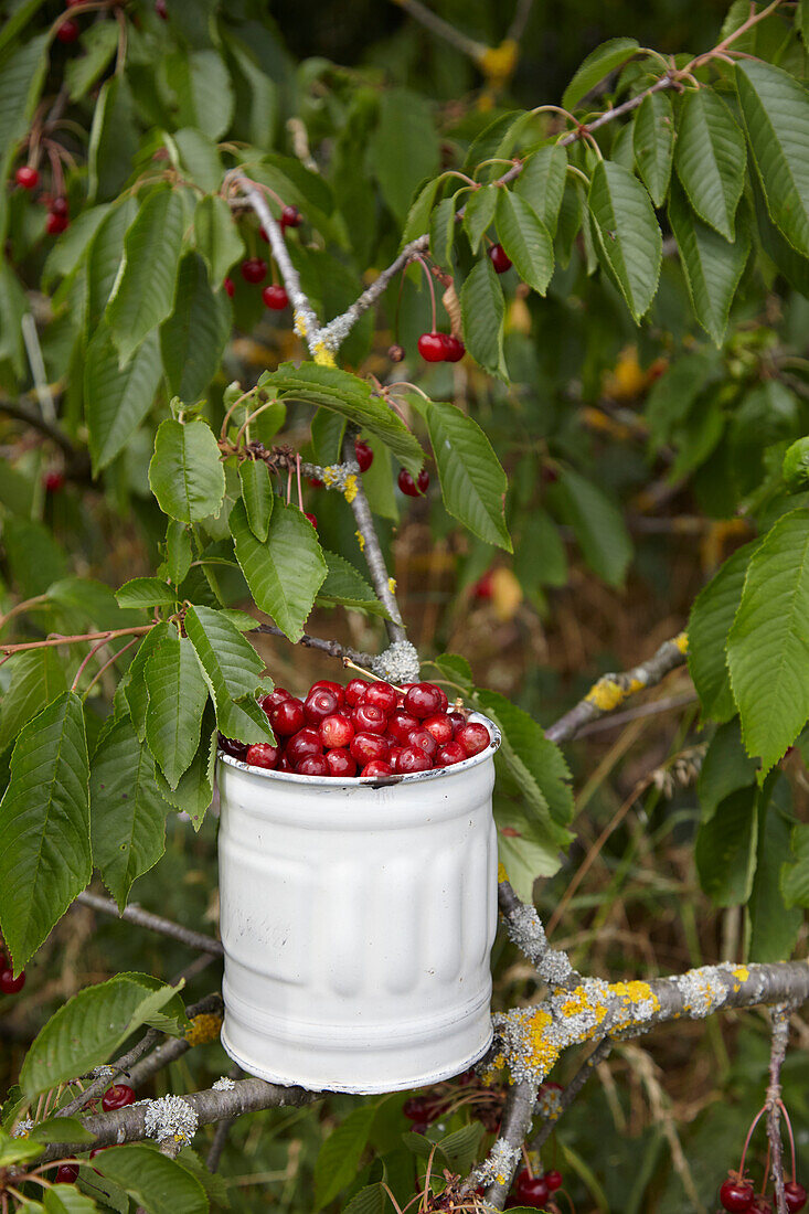 Bird cherries harvested in a shabby tin on a branch