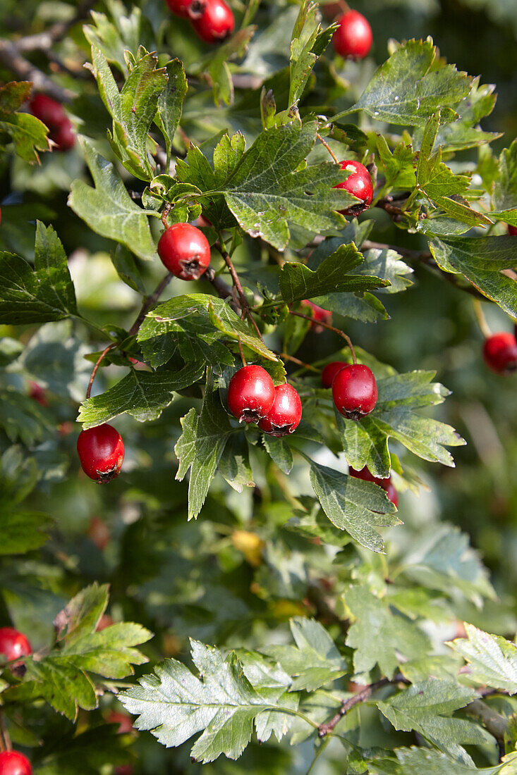 Hawthorn berries on a bush