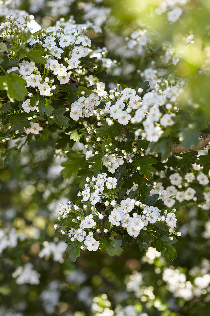 Hawthorn flowers on a bush