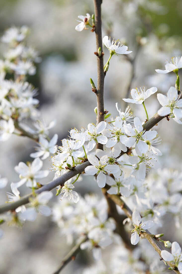 Blackthorn bush in bloom