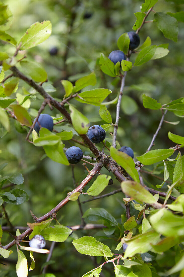 Sloes on the bush