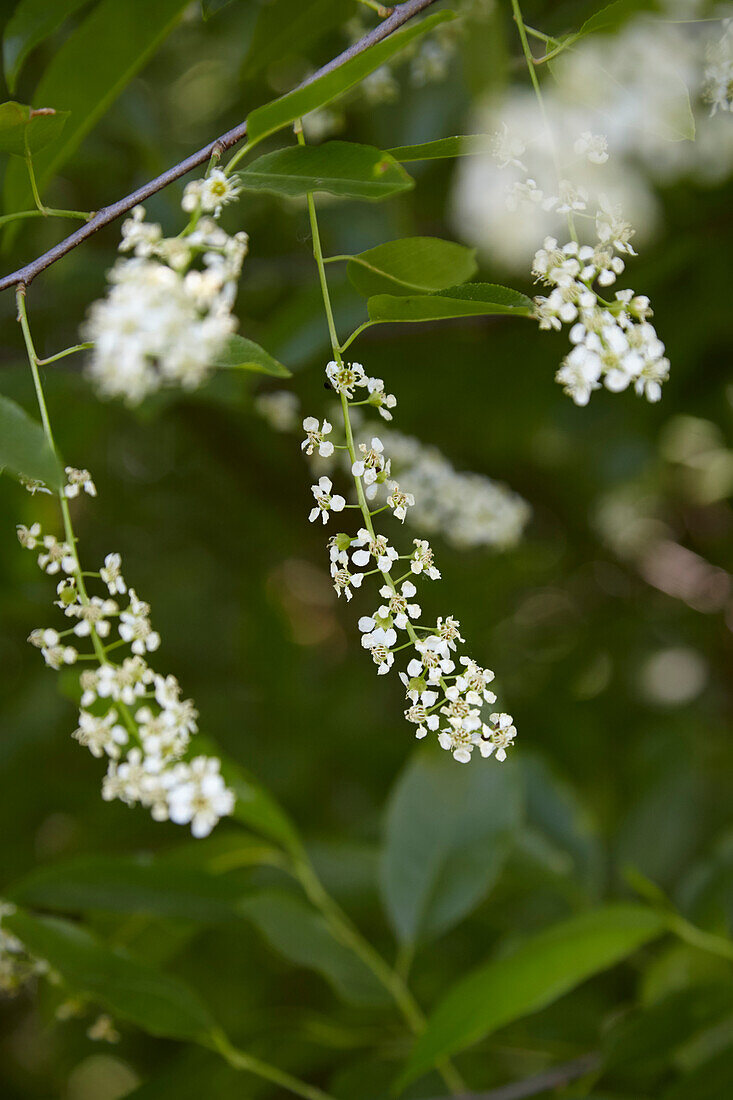 Traubenkirschenblüte am Baum