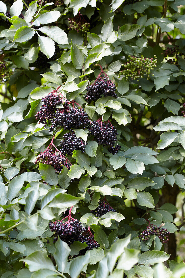 Elderberries on the bush