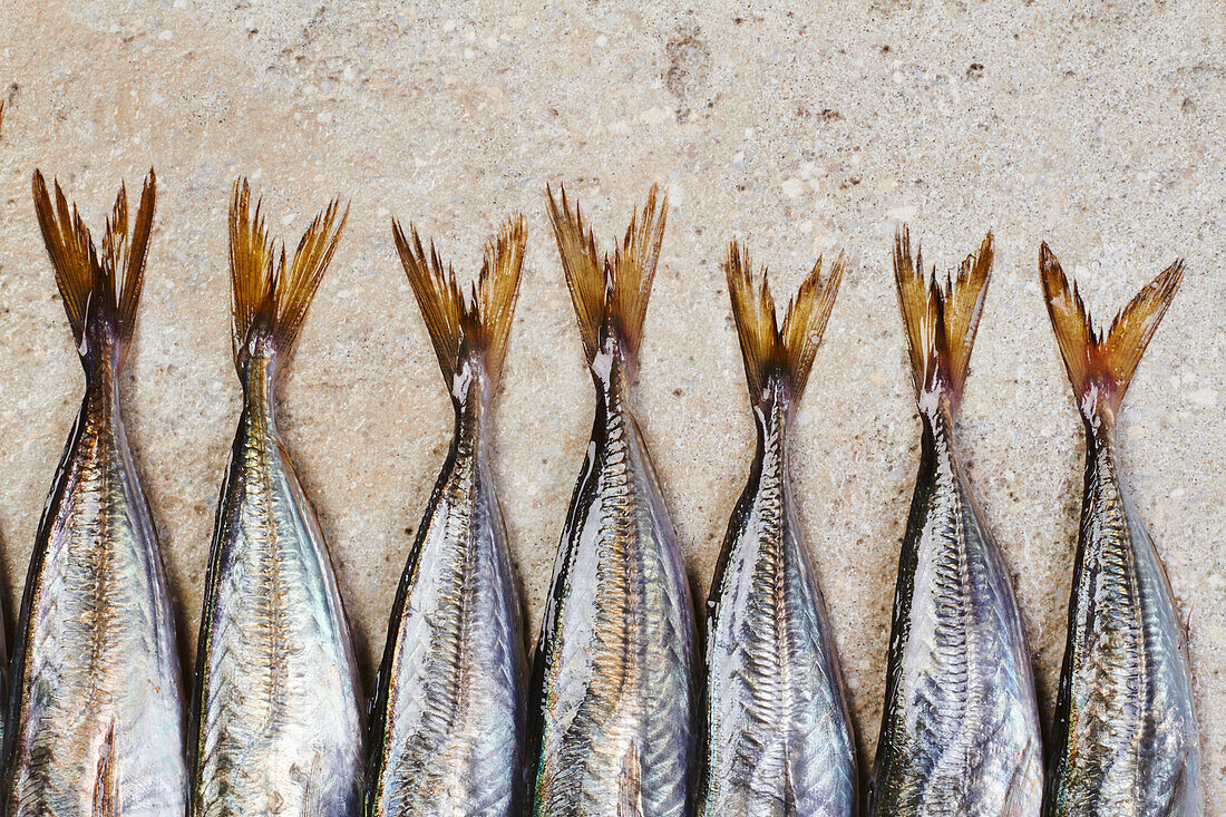 Tail fins of mackerel in a row