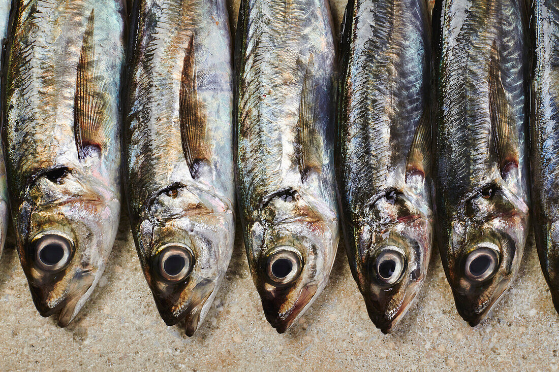 A row of mackerel