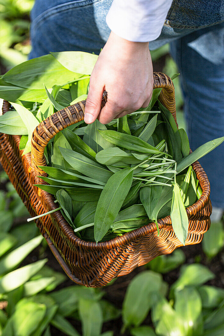 Freshly harvested wild garlic in a basket