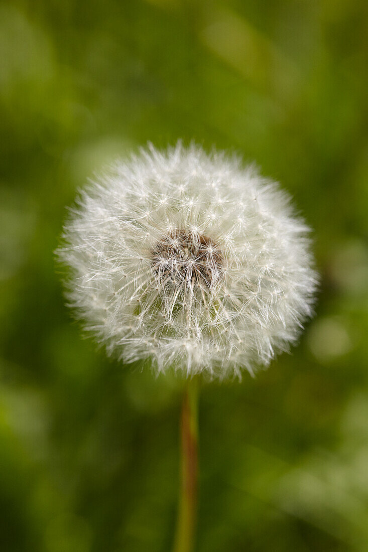 A dandelion clock