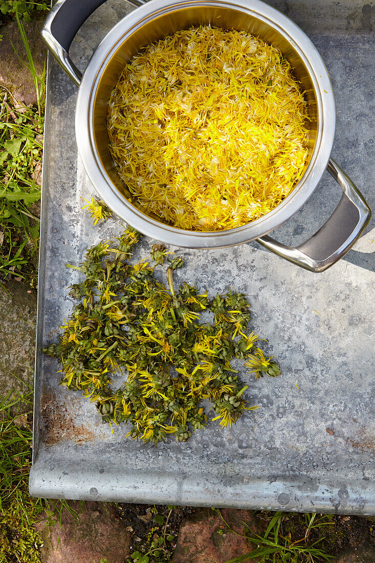 Plucked dandelion flowers in a pot