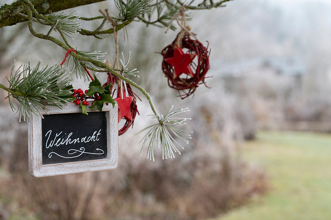 Kleine Weihnachtstafel mit Kiefernzweig (Pinus) und Ilex 'Blue Princess' im Garten