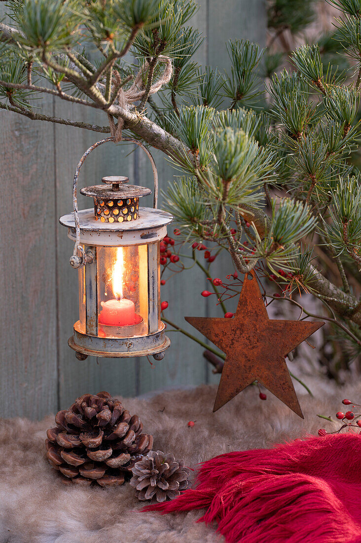 Seidenkiefer (Pinus strobus) mit Laterne und rostigem Stern dekoriert