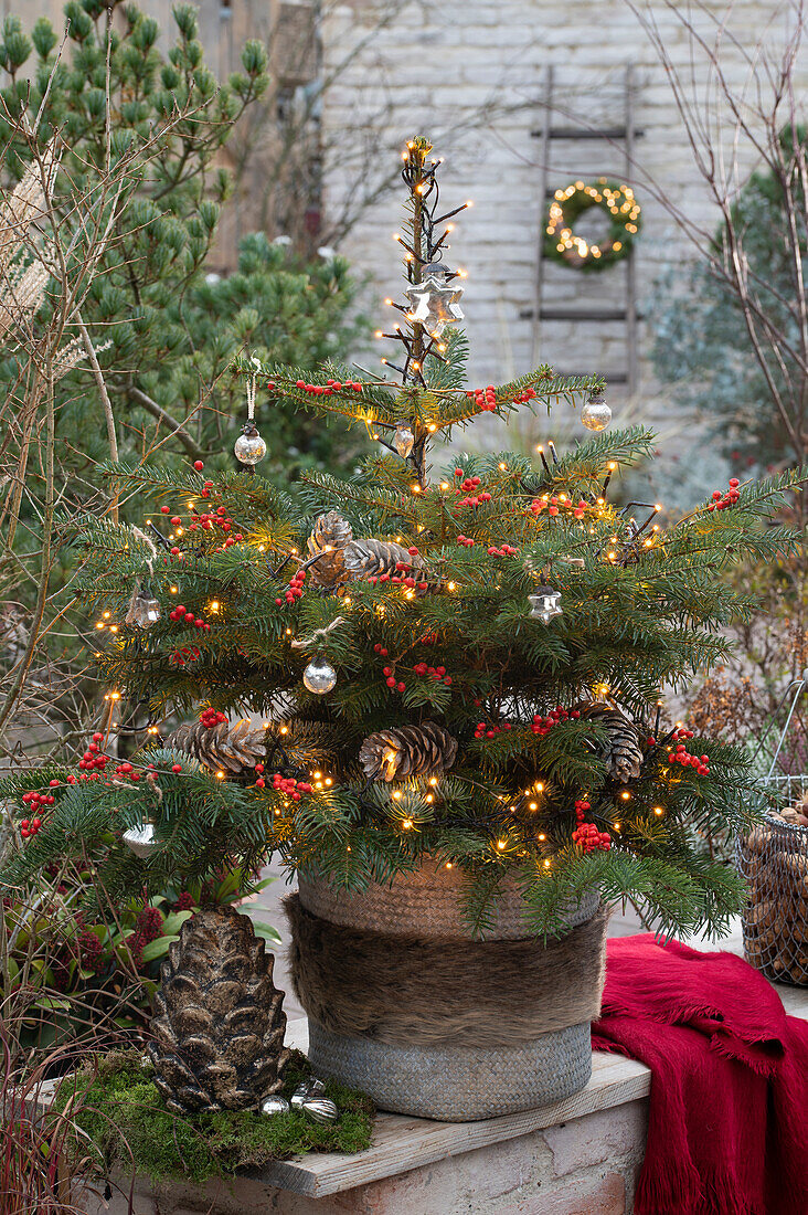 Kleine Nordmanntanne (Abies nordmanniana) im Topf, mit Lichterkette und Ilexbeeren (Ilex verticillata) geschmückt auf der Terrasse