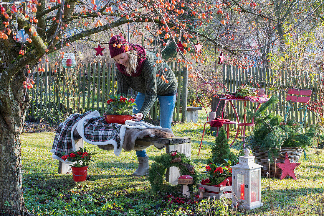 Woman decorates Christmas seat with skimmia (Skimmia)