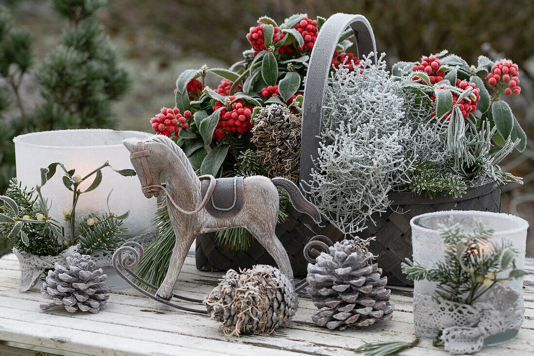 Christmas decoration with skimmia (Skimmia), barbed wire plant (Calocephalus Brownii), lantern, small rocking horse and cones
