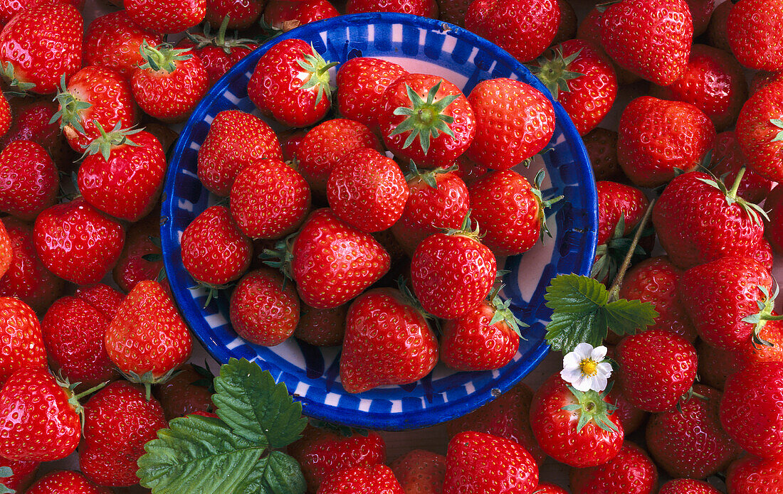 Teller mit Erdbeeren, umgeben von Erdbeeren