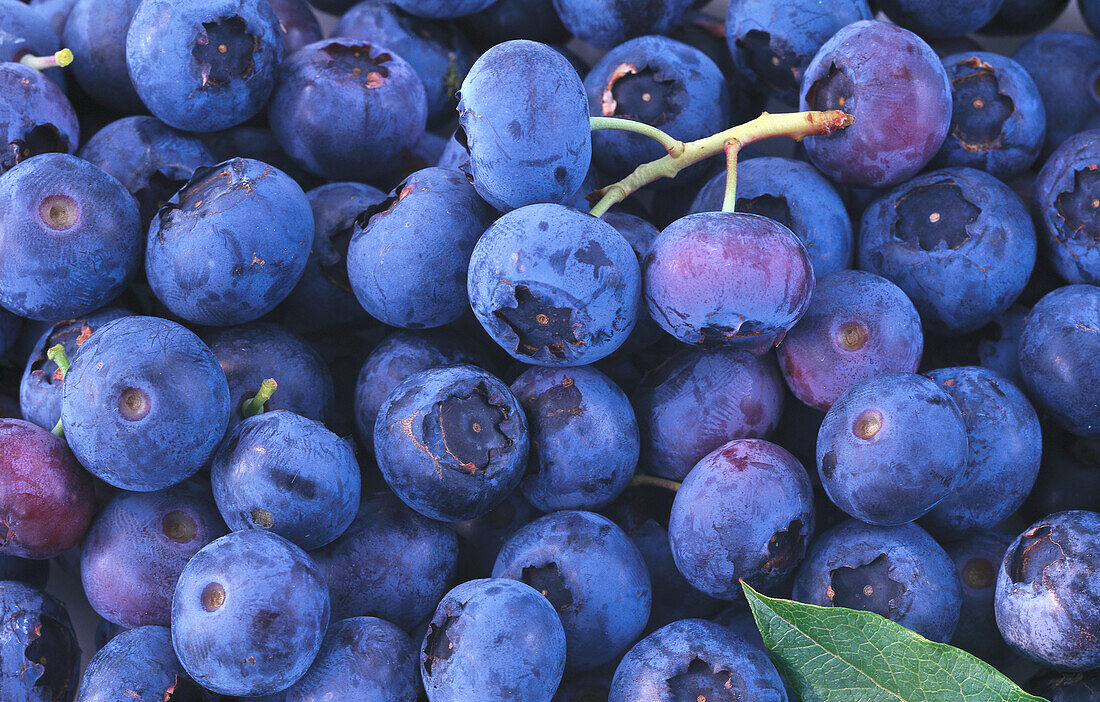 Blaubeeren (Bildfüllend)