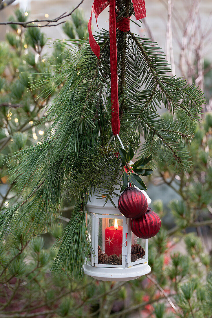 Hängende Laterne mit Tannenzweigen (Abies) und Kiefernzweigen (Pinus)