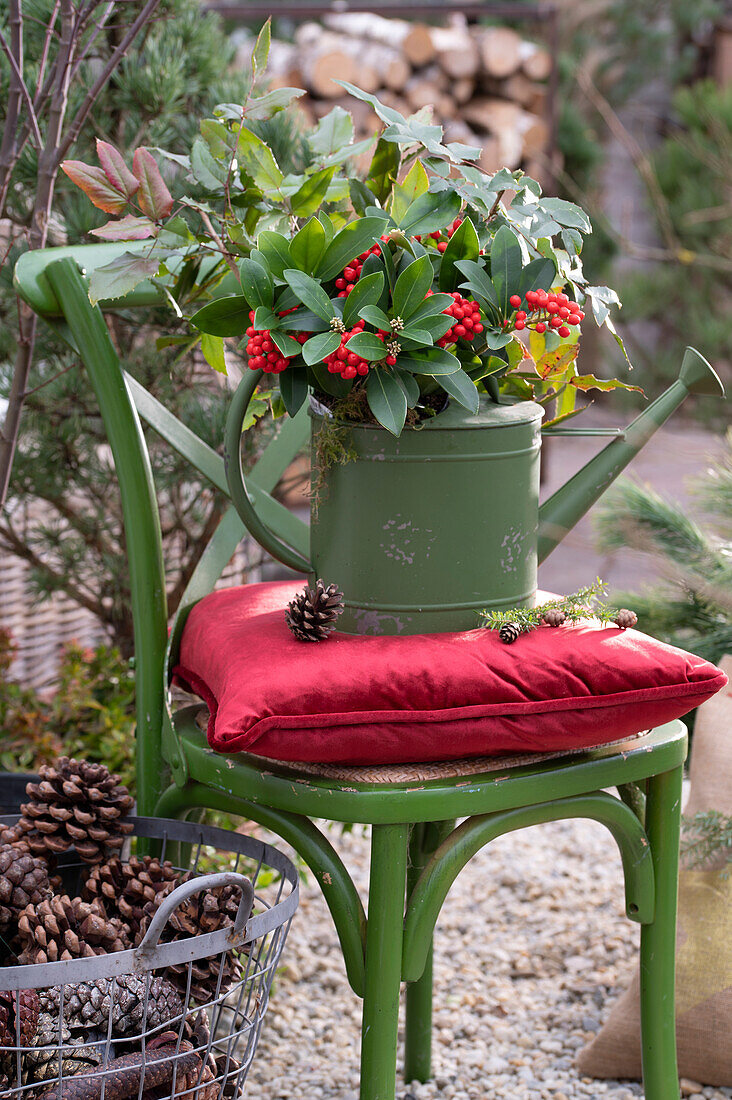 Skimmia in watering can on wooden chair with red cushion