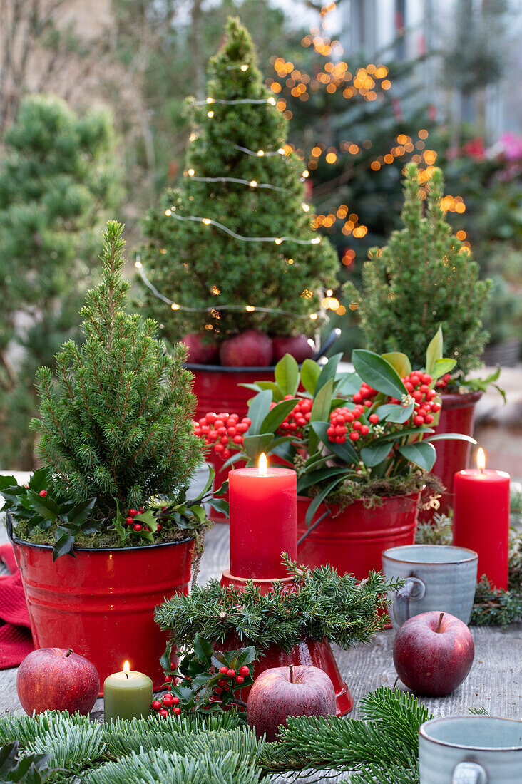 Christmas decoration with skimmia (Skimmia), sugar loaf spruce 'Conica' (Picea glauca), candles and apples