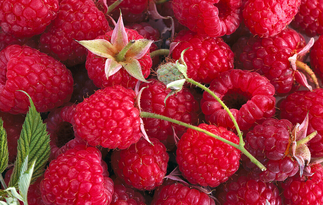 Viele Himbeeren (Bildfüllend)