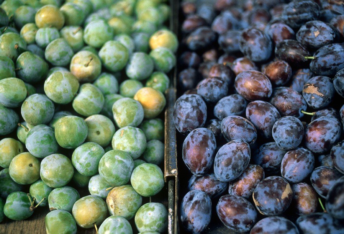 Green and Purple Plums in Market Trays