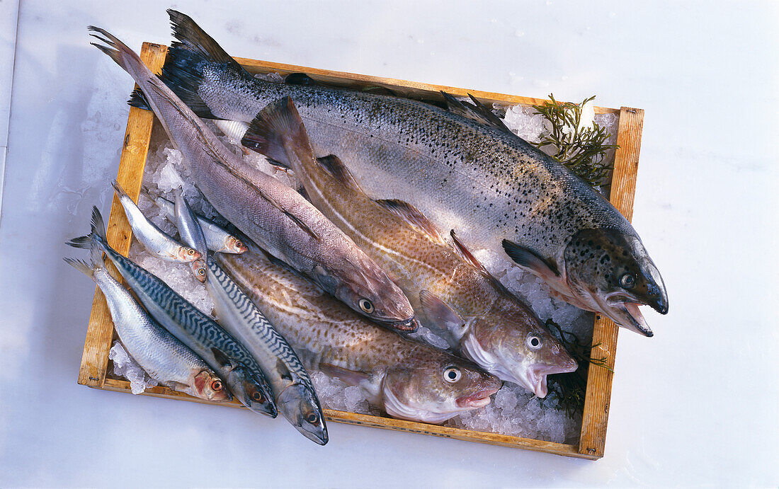 Kiste mit Lachs, Hering, Sardinen, Seehecht, Makrelen und Kabeljau