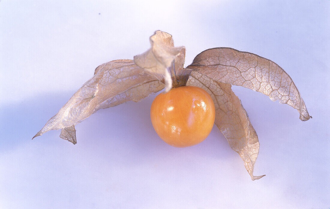 A Cape gooseberry on a light background