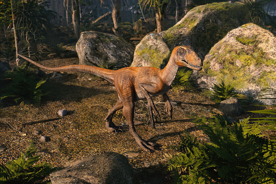 Agilisaurus dinosaur, illustration
