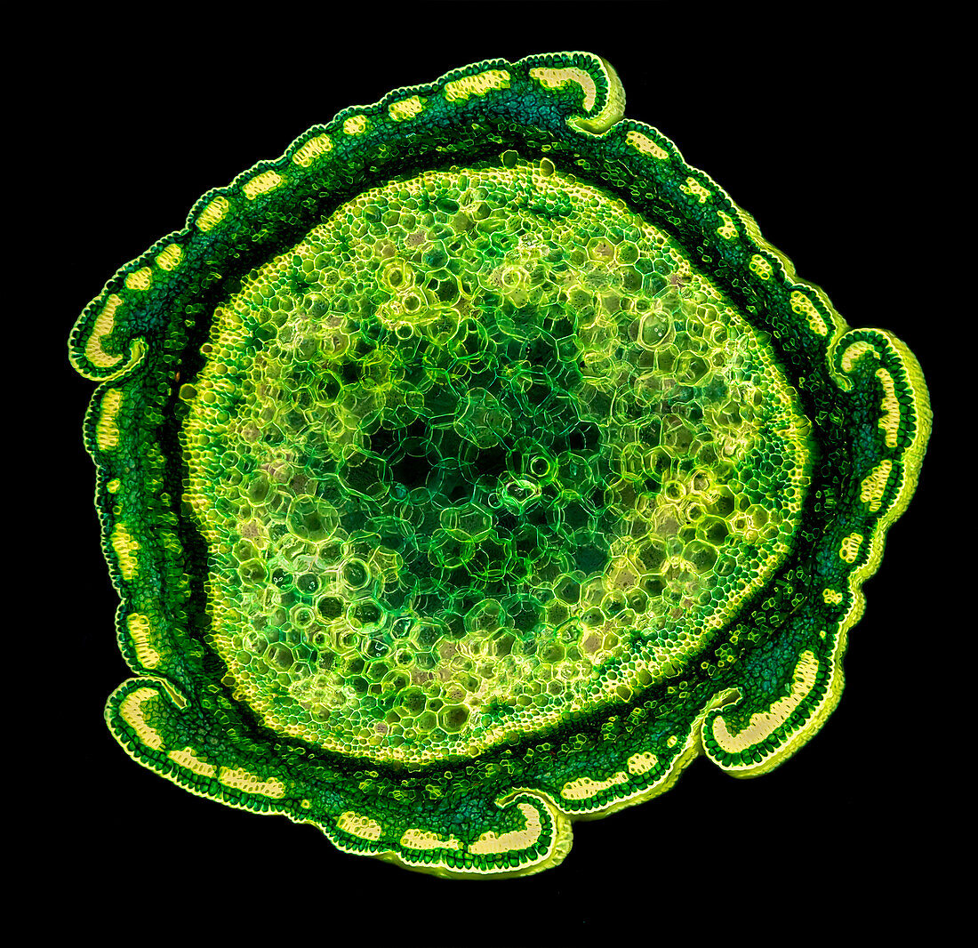 Flower stem of Russelia equisetiformis, light micrograph
