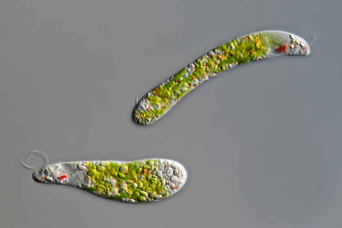 Euglena sp. algae, light micrograph