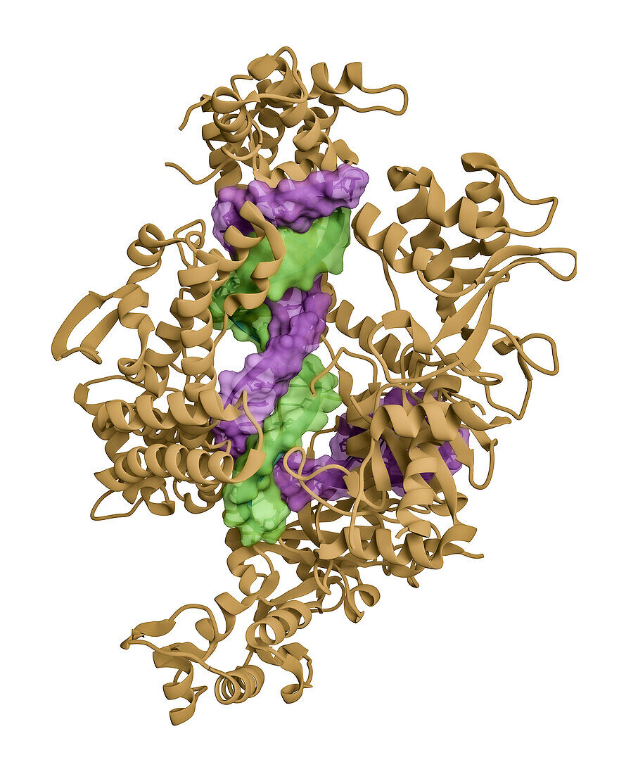 CRISPR Cas12a protein complexed to guide RNA and target DNA