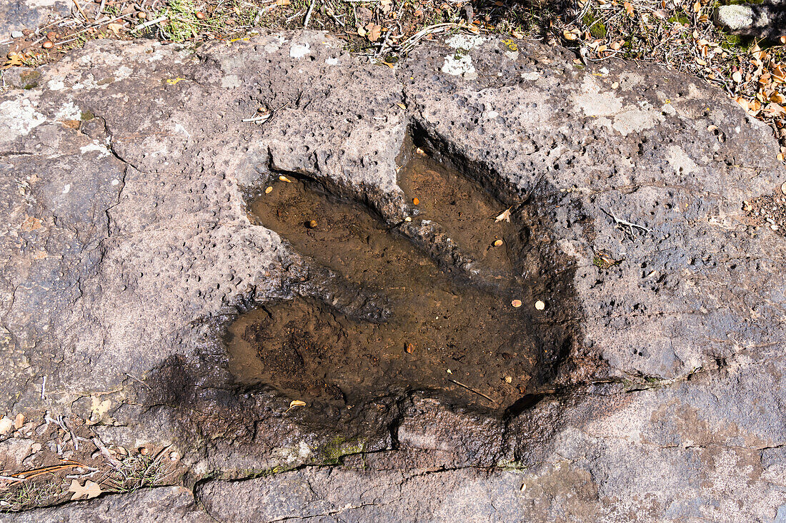 Three-toed dinosaur track filled with rain water