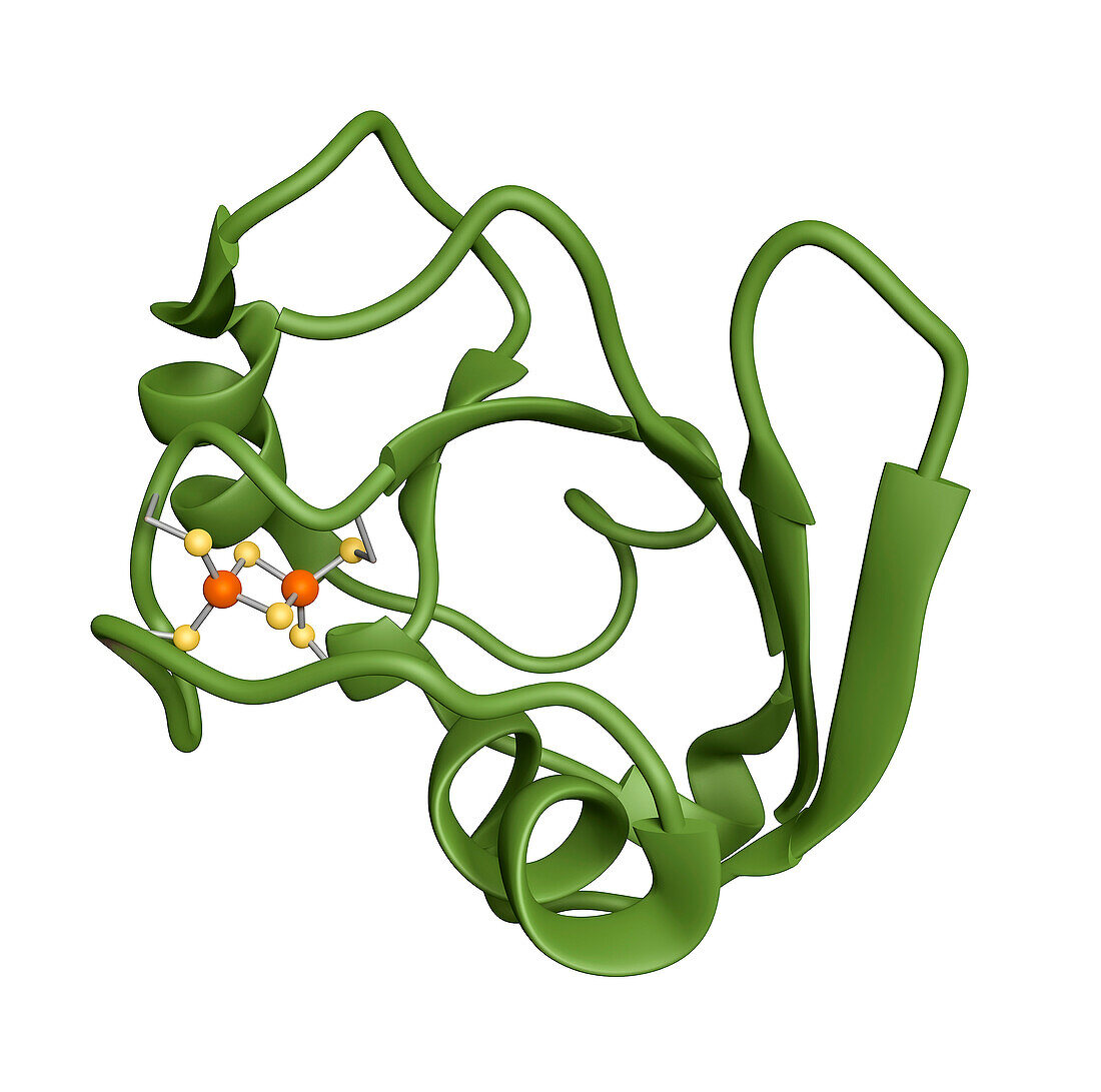 2Fe-2S ferredoxin core, molecular model