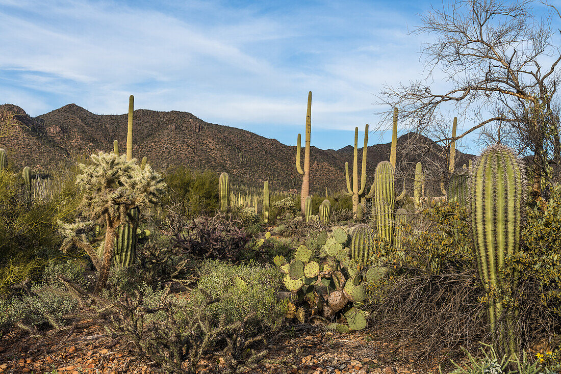 Cacti in Saguaro National Park, Arizona, USA