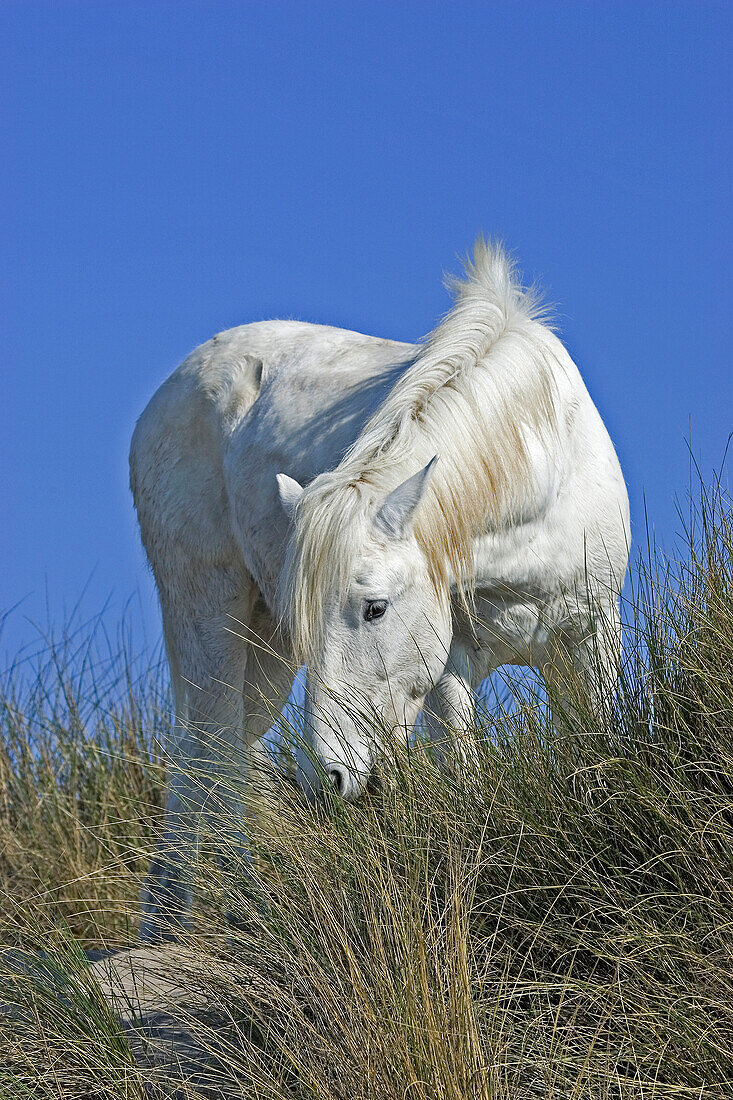 Camargue horse