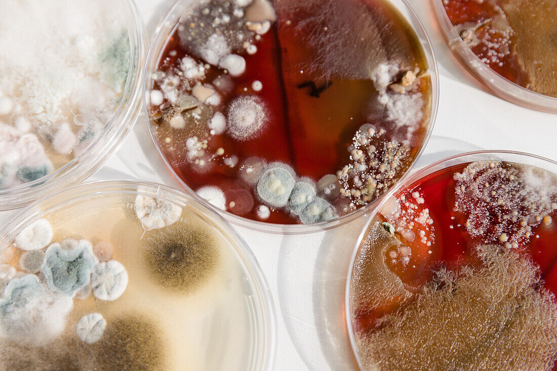 Environmental fungi and bacteria growing in a petri dish