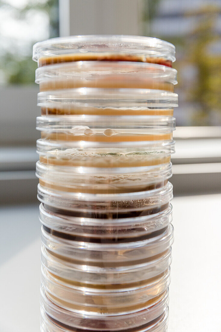 Stack of petri dishes growing environmental fungi