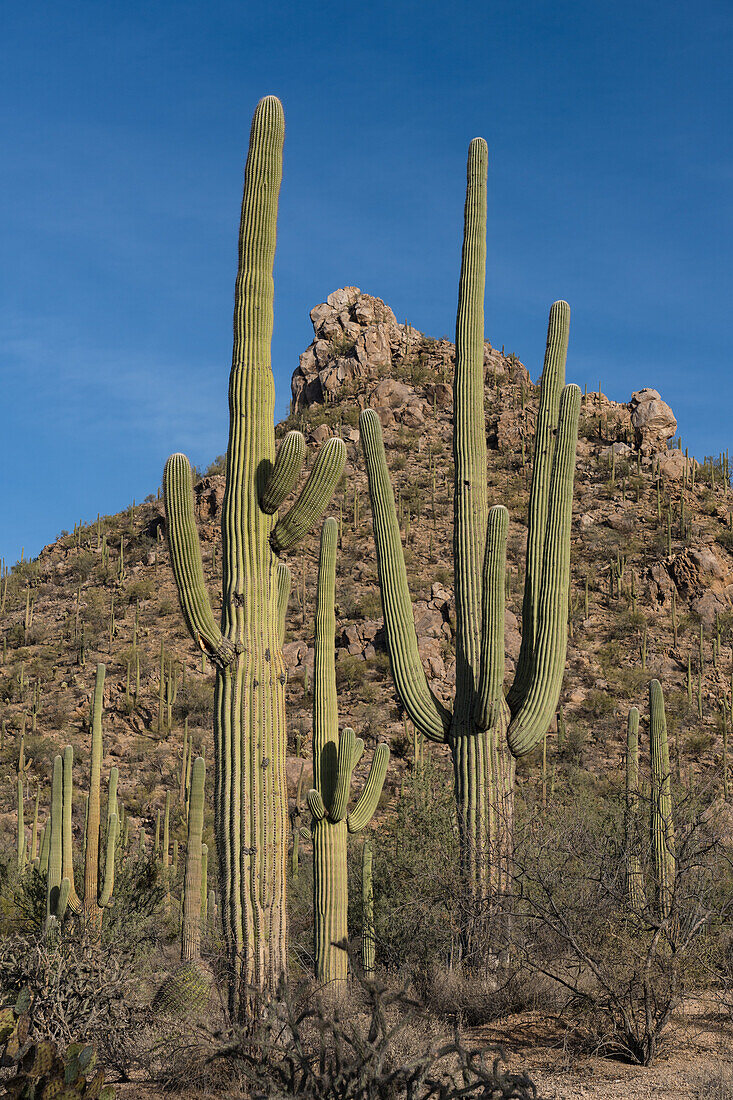 Saguaro cactus and the Tucson Mountains, Arizona, USA