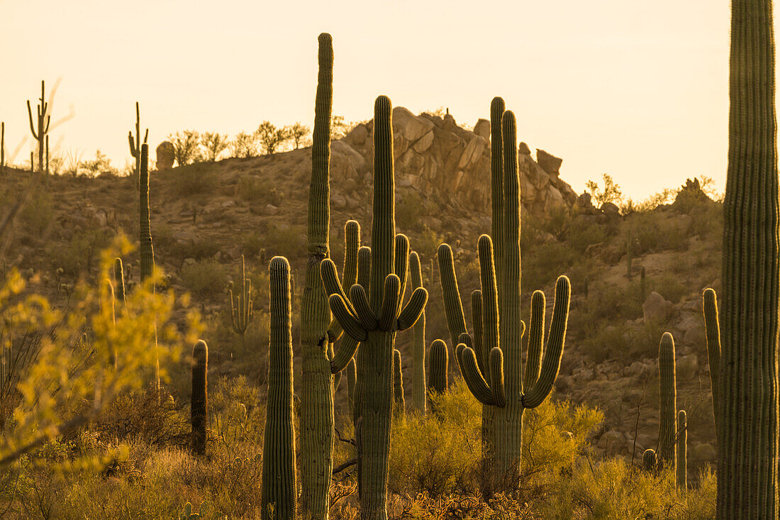 Saguaro cactus in the Tucson Mountains, Arizona, USA