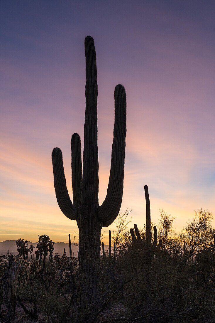 Sunset over the Saguaro National Park, Arizona, USA