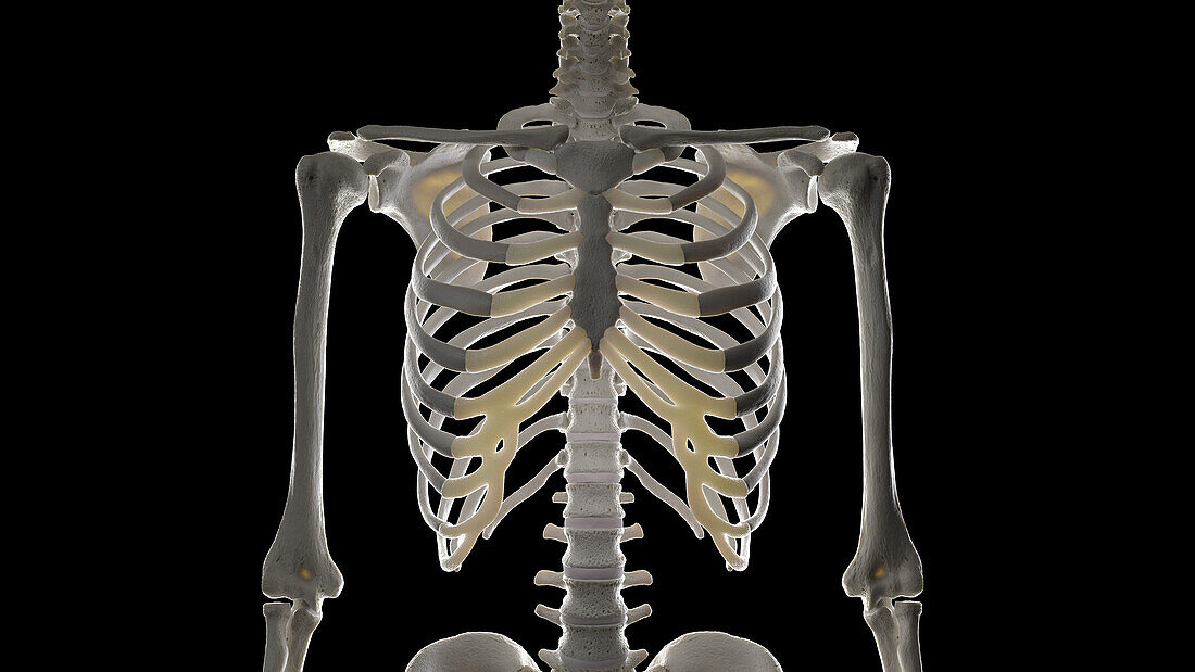 Thorax bones, illustration