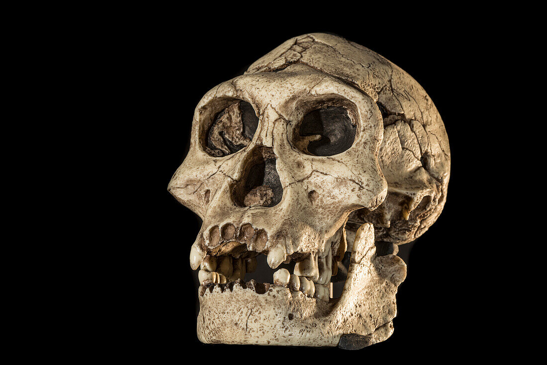 Homo erectus skull